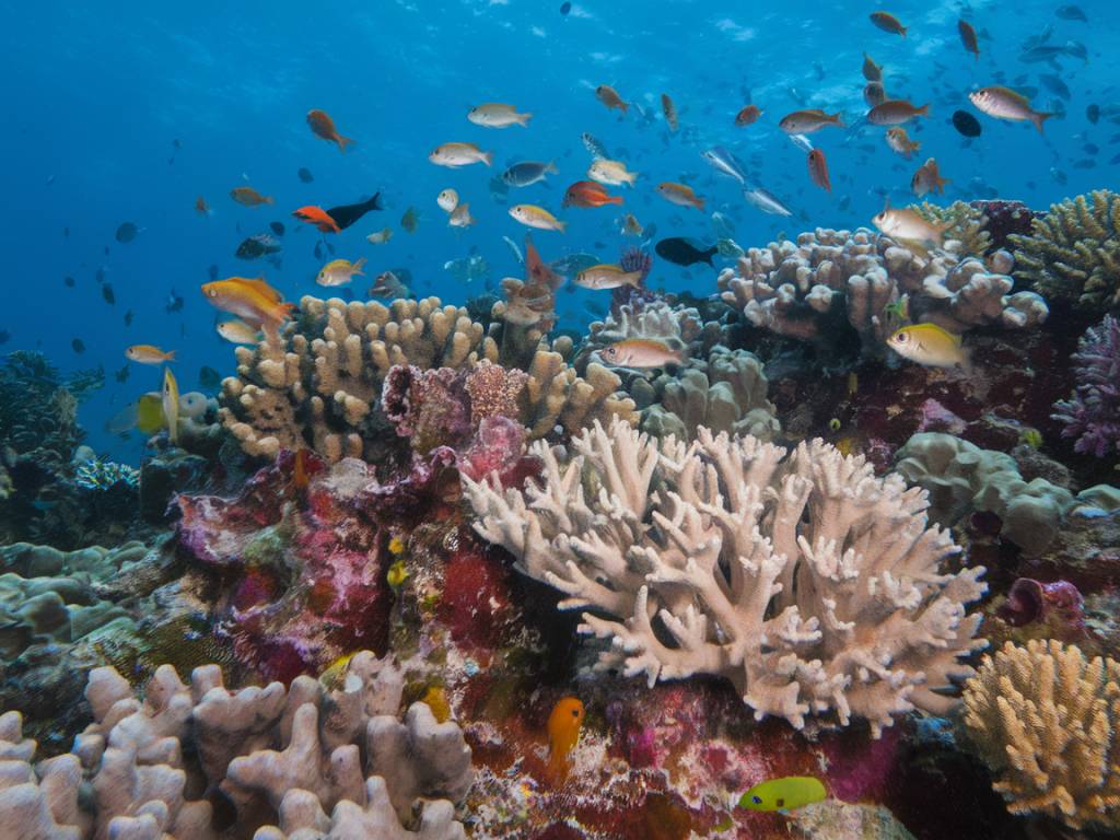 Come il cambiamento climatico sta trasformando gli ecosistemi marini